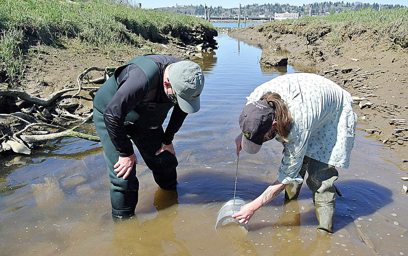 Local volunteer Craig Zora, left, and Washington Sea Grant Crab Team coastal specialist Alex Stote set a trap on the south side of Grays Harbor near the old Saginaw Mill site in south Aberdeen to monitor for invasive European green crab.